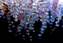 fusion beam digital flow 2130062244