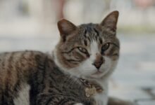 kittykatbabi4444 s growing importance now