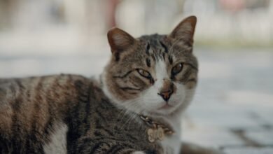 kittykatbabi4444 s growing importance now